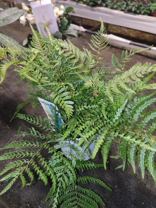 Dryopteris affinis