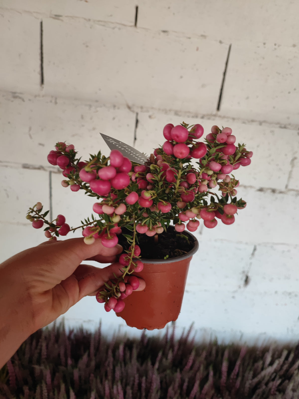 Pernettya