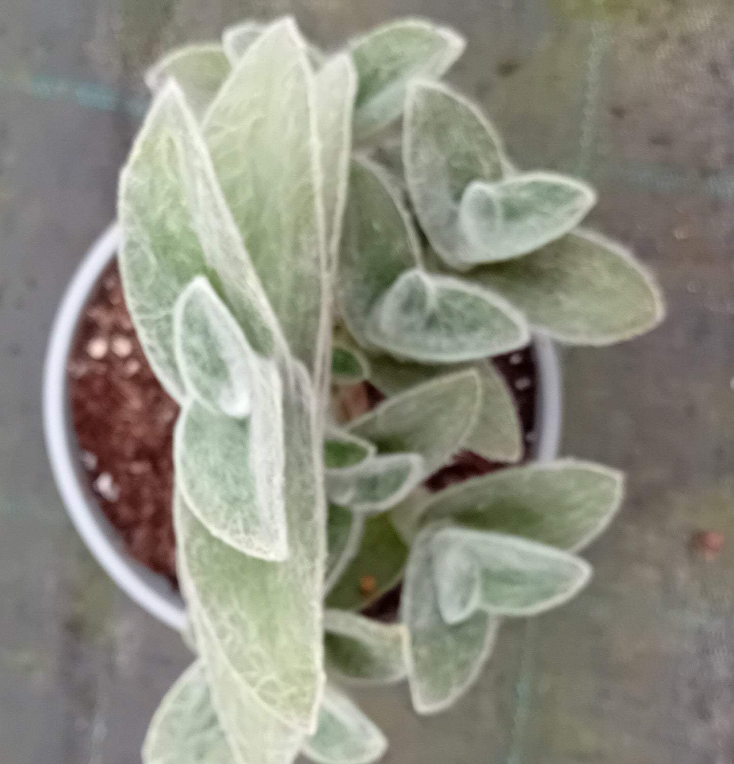 Tradescantia sillamontana