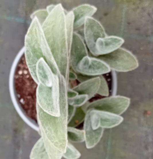 Tradescantia sillamontana