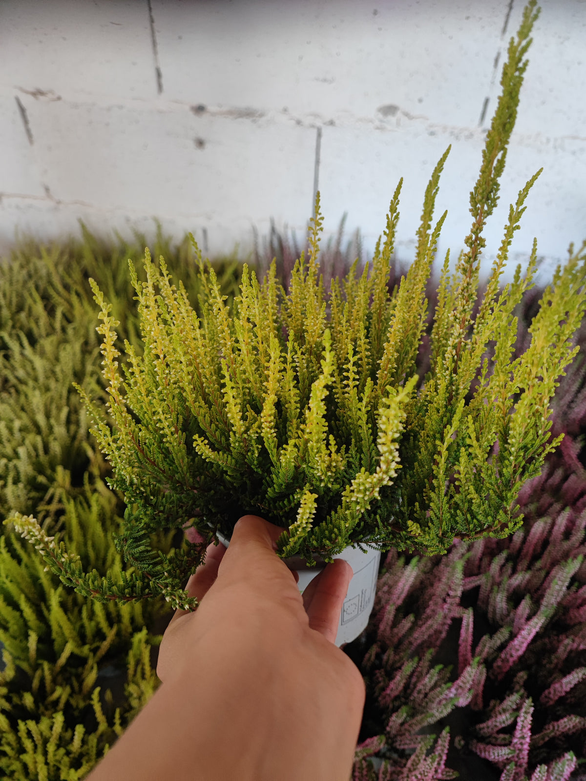 Calluna vulgaris