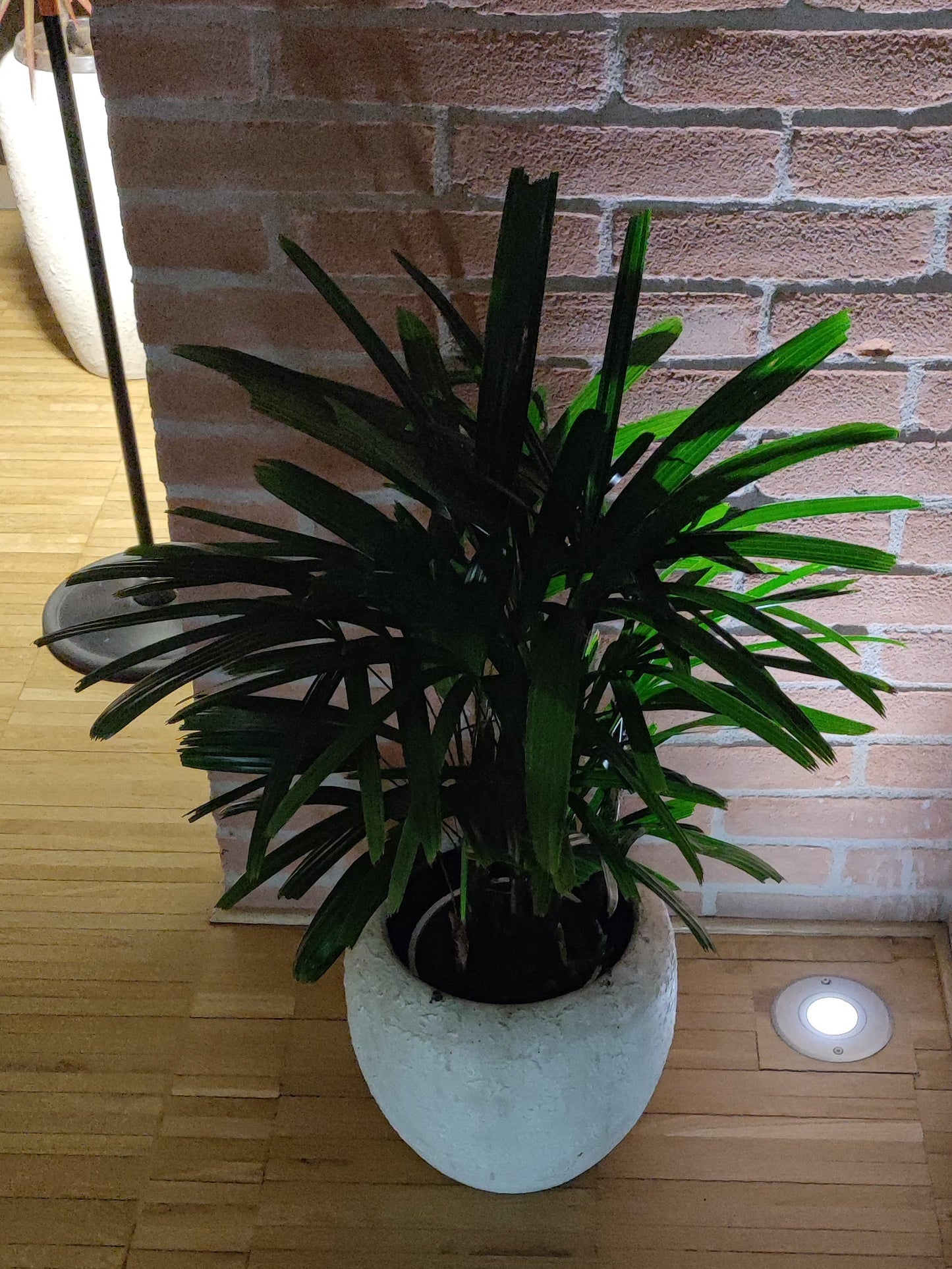 Rhapis excelsa