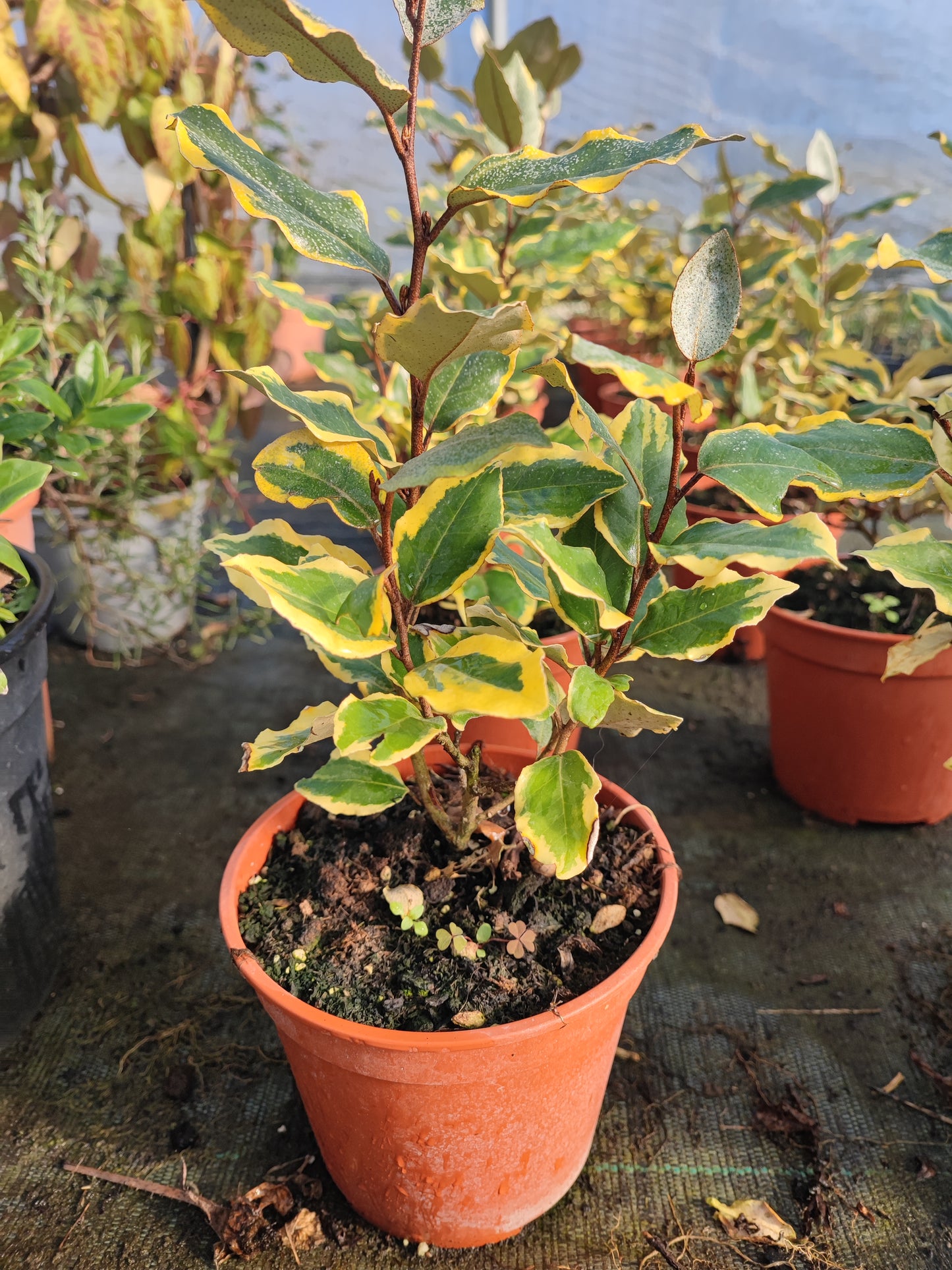 Eleagnus ebbingei viveleg