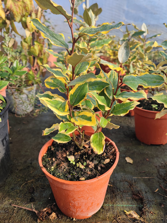 Eleagnus ebbingei viveleg