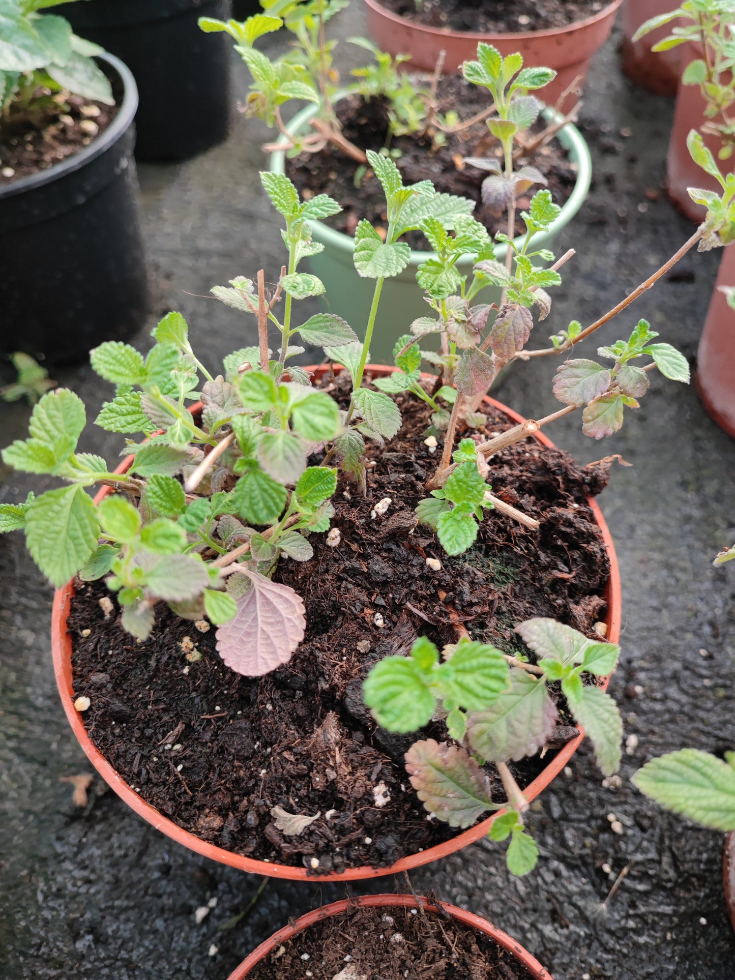 Lantana