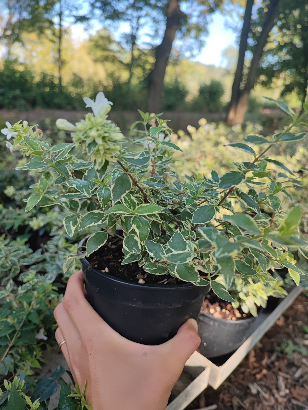 Abelia grandiflora "confetti"