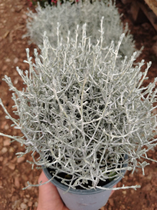 Caleocaphalus brownii