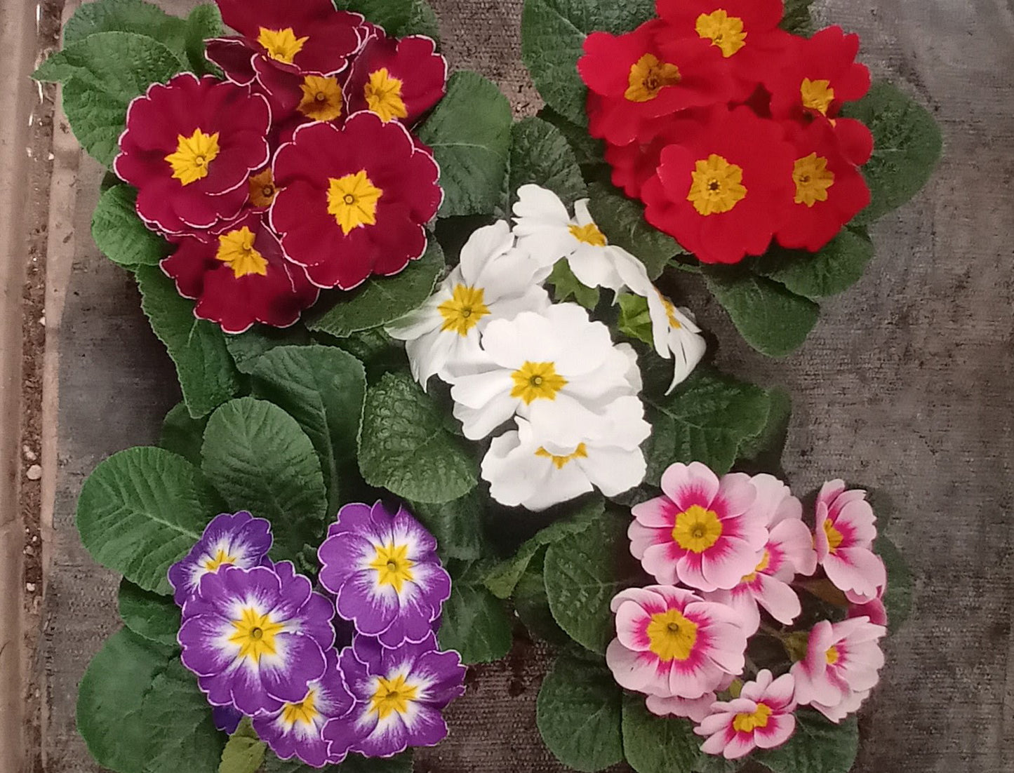 Primula