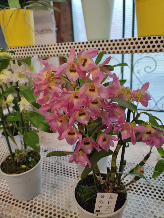 Dendrobium nobilee