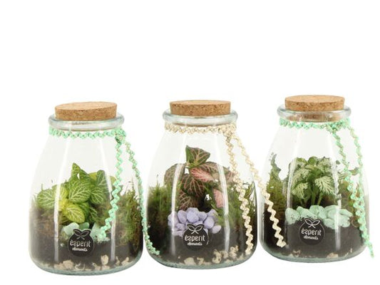 Terrarium