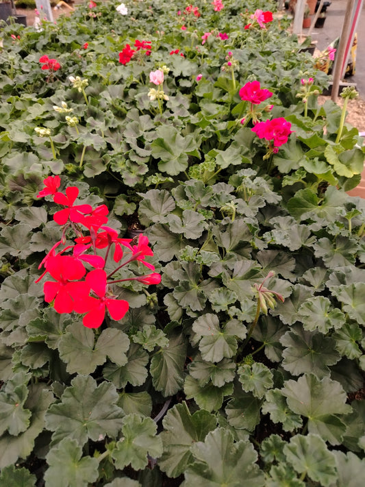 Geranio interspecifico