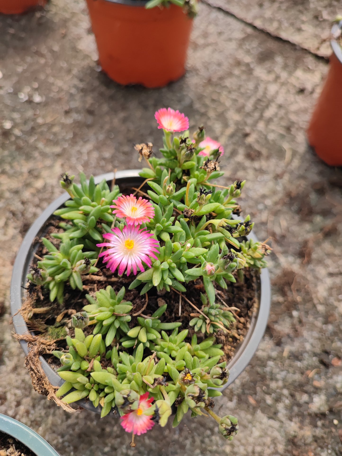 Delosperma royal ranger neon