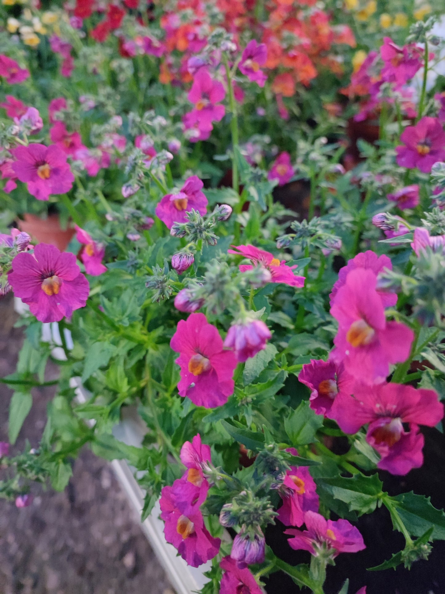 Nemesia