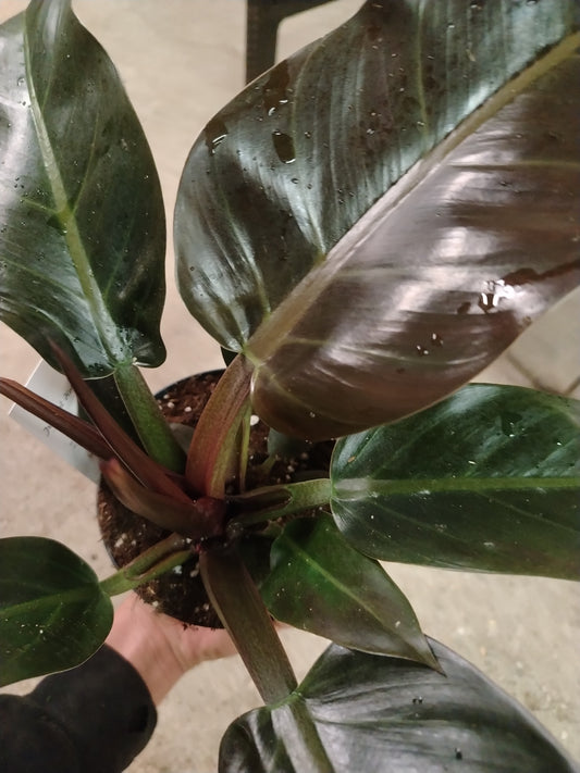 Philodendron imperial red