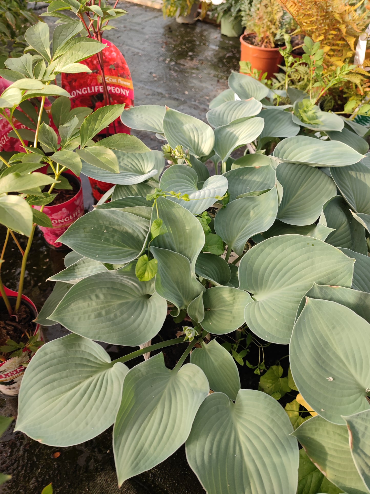 Hosta halcyon