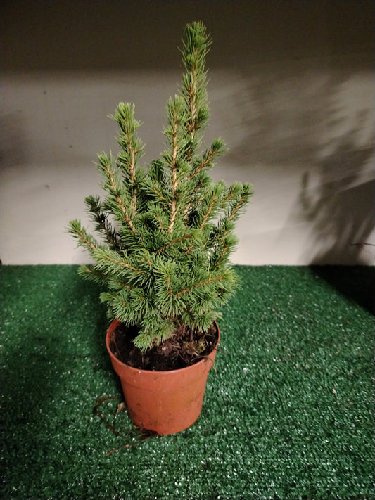 Picea