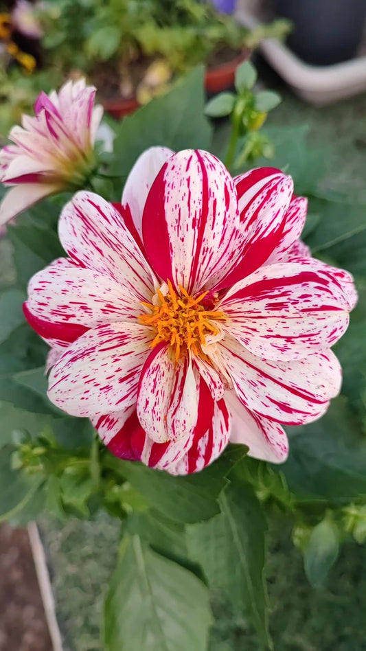 Dahlia