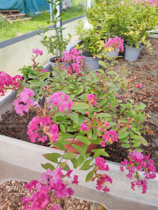 Lagerstroemia prostrata rosa