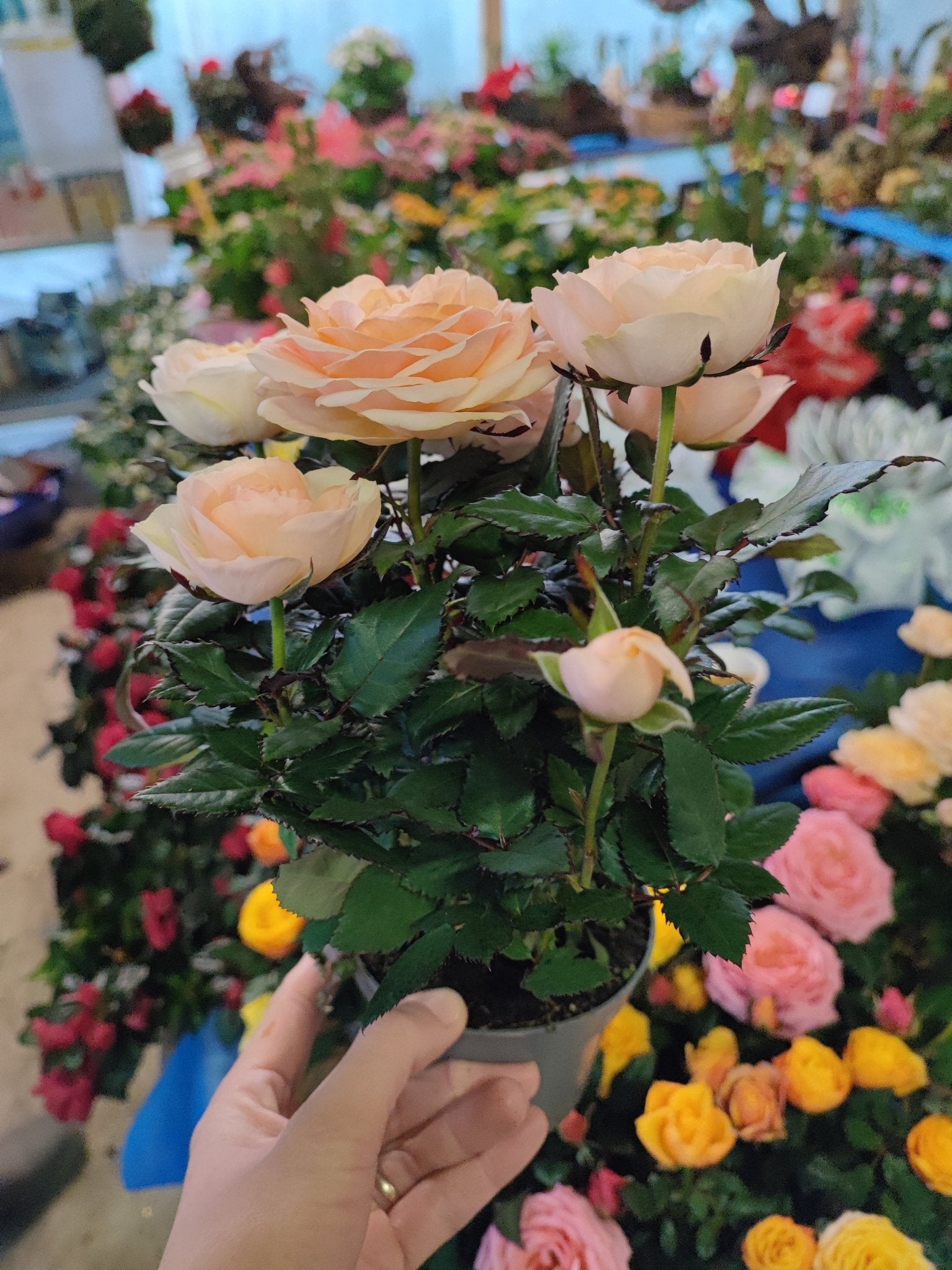 Rosa - Valmaflor#ValmaflorValmaflorRosa - Valmaflor