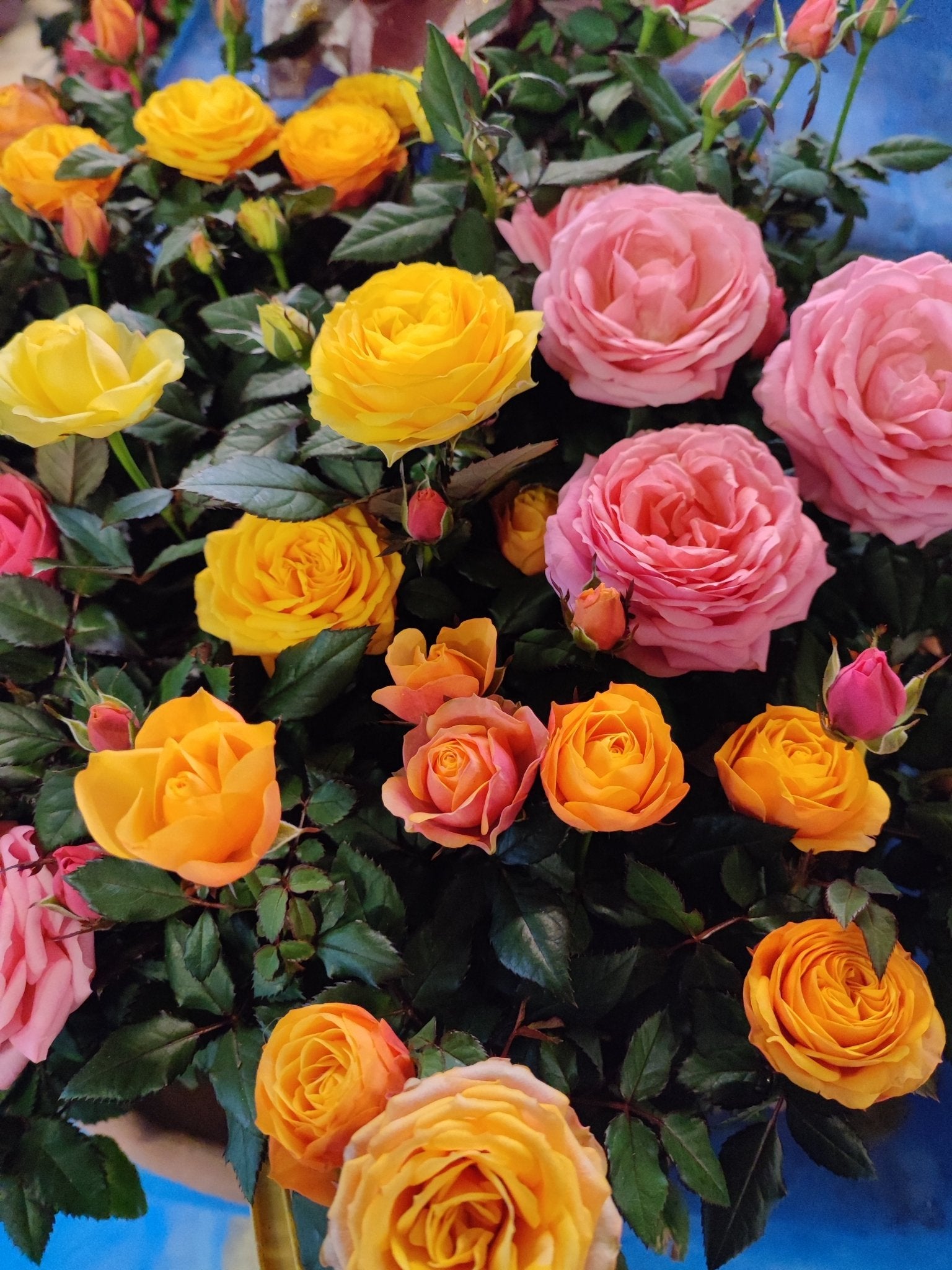 Rosa - Valmaflor#ValmaflorValmaflorRosa - Valmaflor