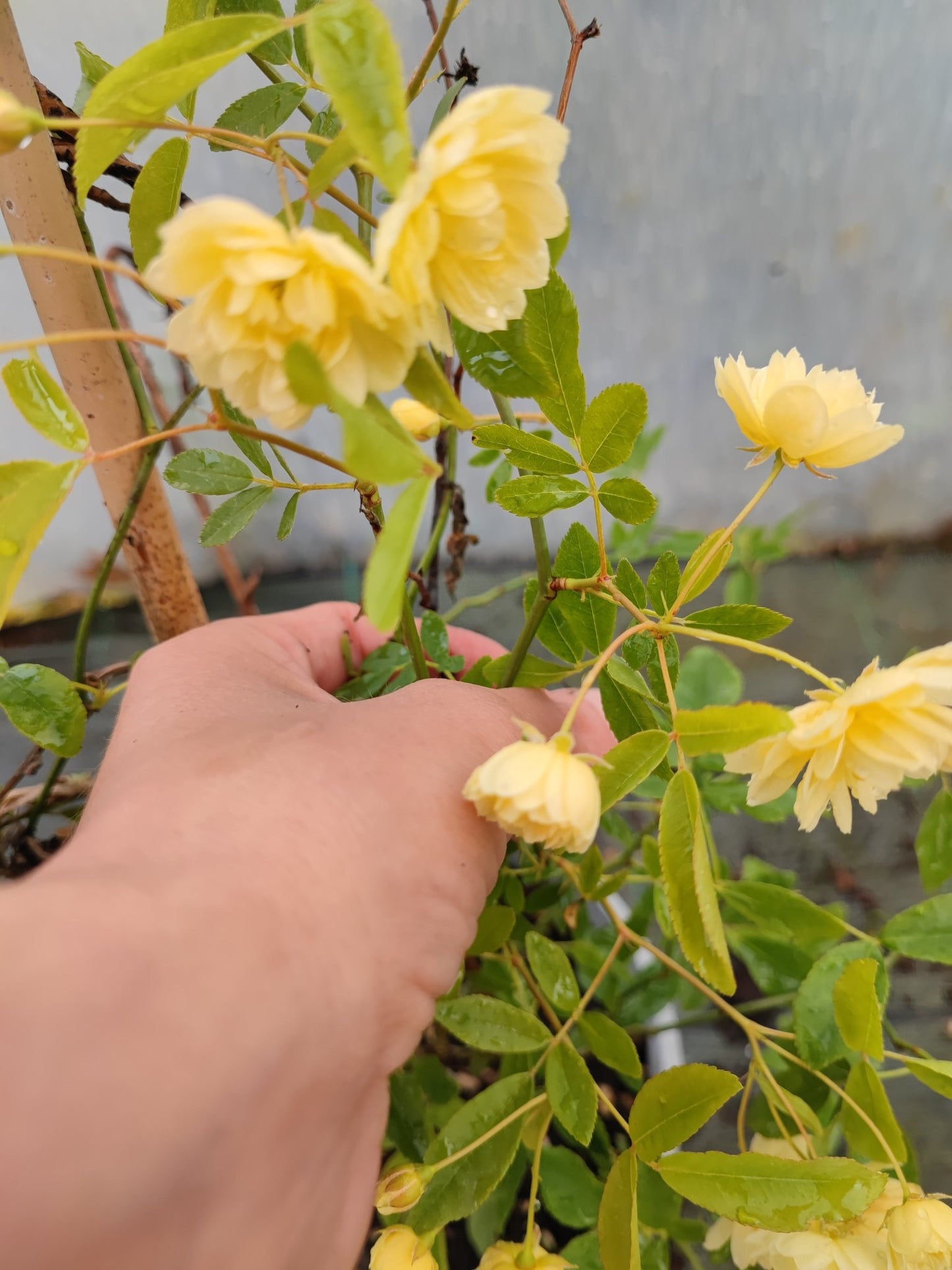 Rosa banskiae lutea plena - ValmaflorRosa banskiae lutea plenaValmaflorValmaflorRosa banskiae lutea plena17 cm