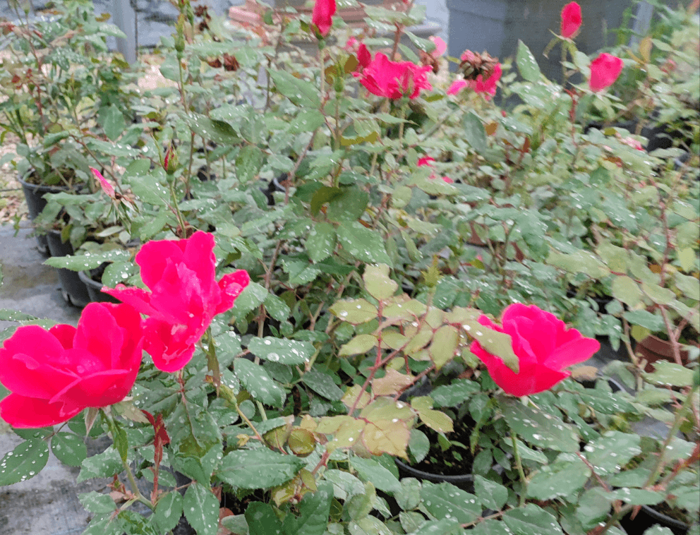 Rosa knock out - ValmaflorRosa knock outValmaflorValmaflorRosa knock out - Valmaflor19