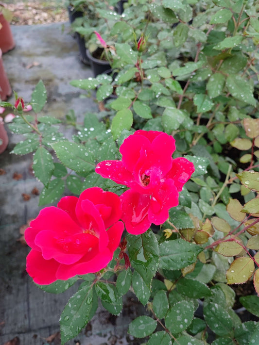 Rosa knock out - ValmaflorRosa knock outValmaflorValmaflorRosa knock out - Valmaflor19
