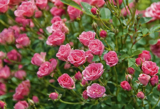 Rosa Lilly rose - ValmaflorValmaflorValmaflorRosa Lilly rose - Valmaflor