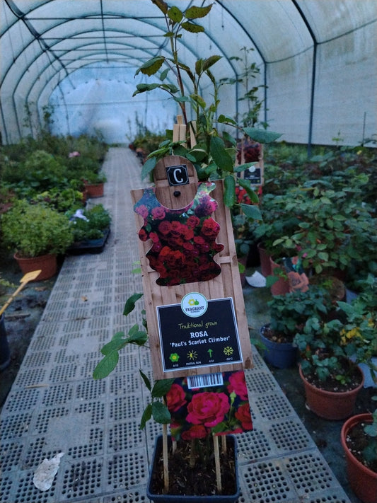 Rosa "Paul scarlet climber" - ValmaflorValmaflorValmaflorRosa "Paul scarlet climber" - ValmaflorValmaflorValmaflorRosa "Paul scarlet climber"17 cm75 cm