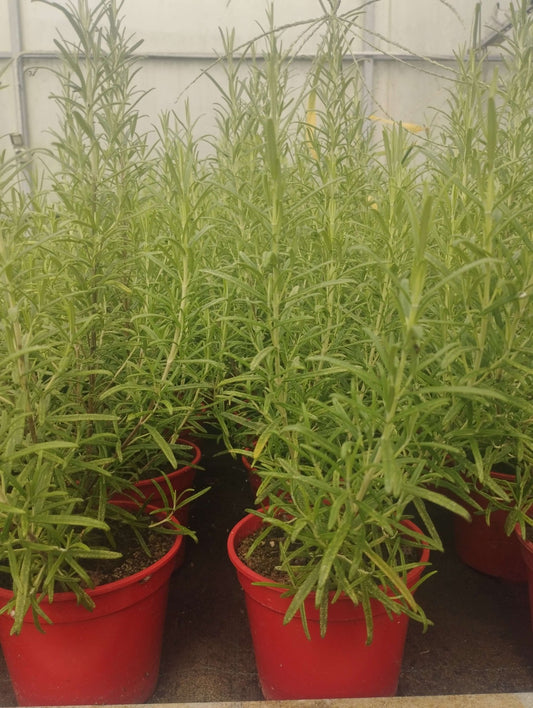 Rosmarino - ValmaflorValmaflorValmaflorRosmarino - Valmaflor19