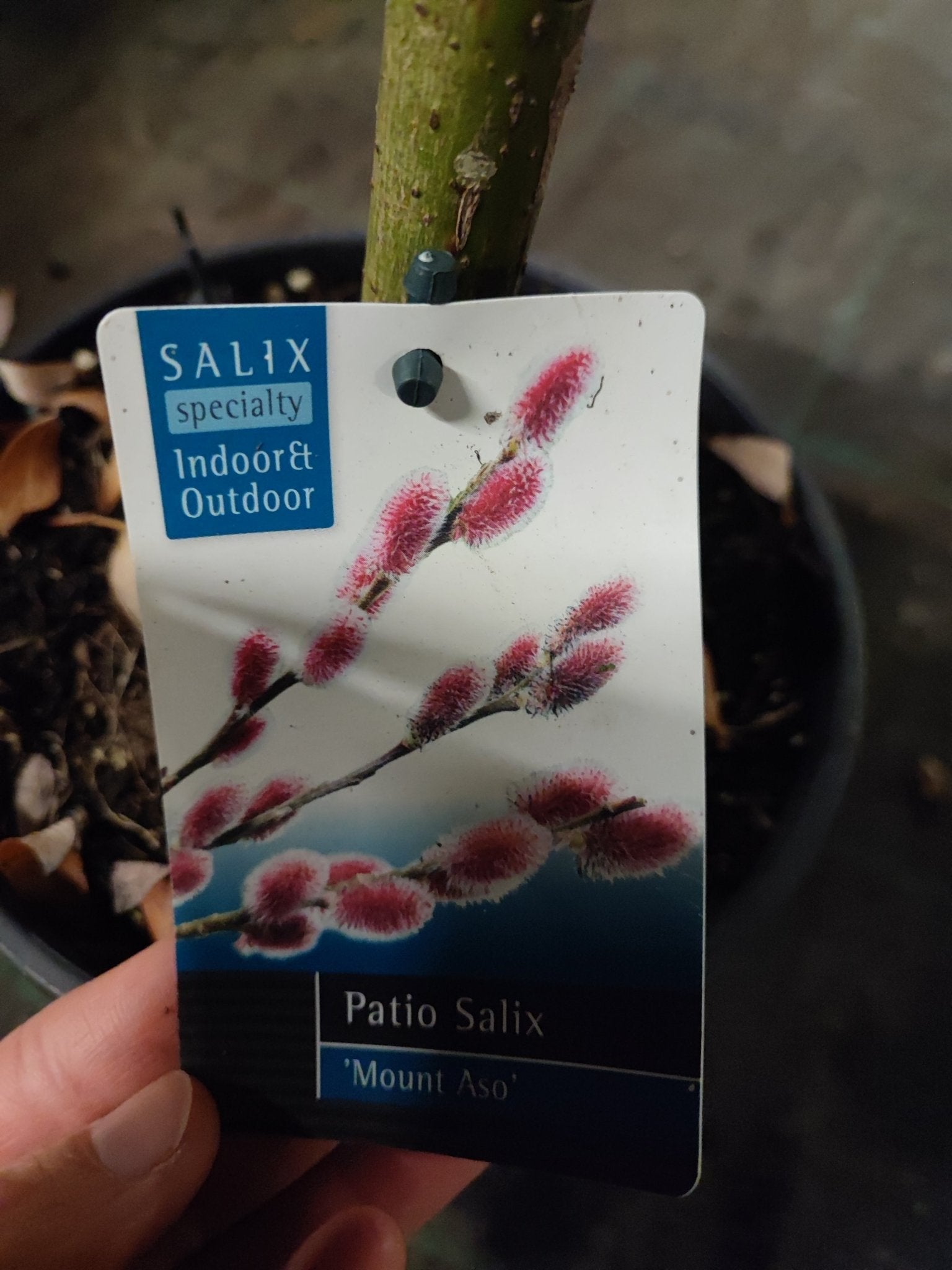 Salix chaenomeloides Mount Aso - Valmaflor#ValmaflorValmaflorSalix chaenomeloides Mount Aso - Valmaflor#ValmaflorValmaflorSalix chaenomeloides Mount AsoSaliceSalice