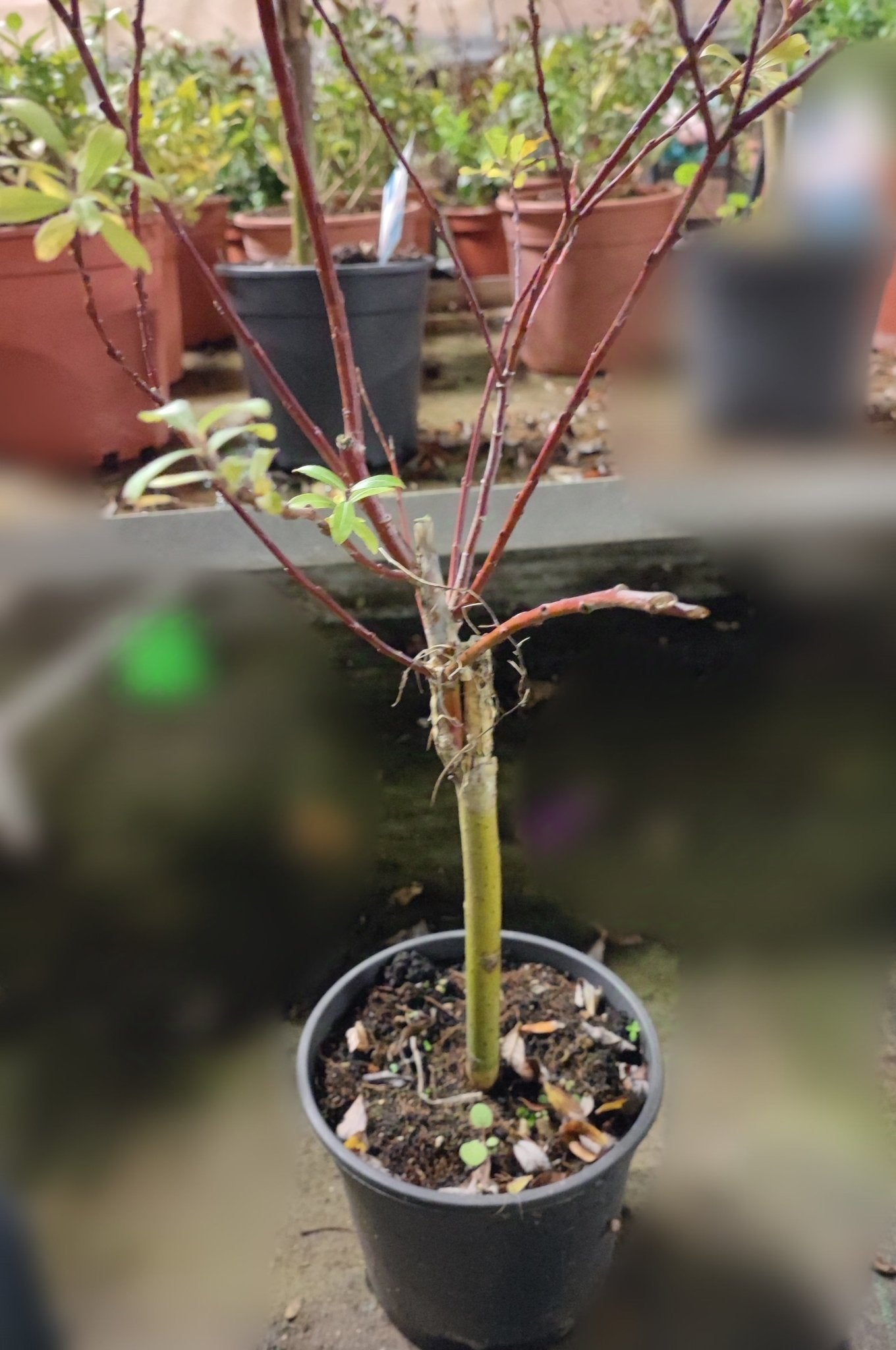 Salix chaenomeloides Mount Aso - Valmaflor#ValmaflorValmaflorSalix chaenomeloides Mount Aso - Valmaflor#ValmaflorValmaflorSalix chaenomeloides Mount AsoSaliceSalice