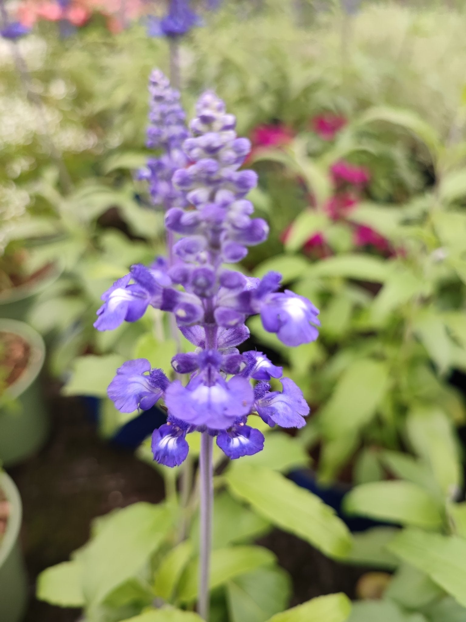 Salvia farinacea - ValmaflorValmaflorValmaflorSalvia farinacea - ValmaflorValmaflorValmaflorSalvia farinacea