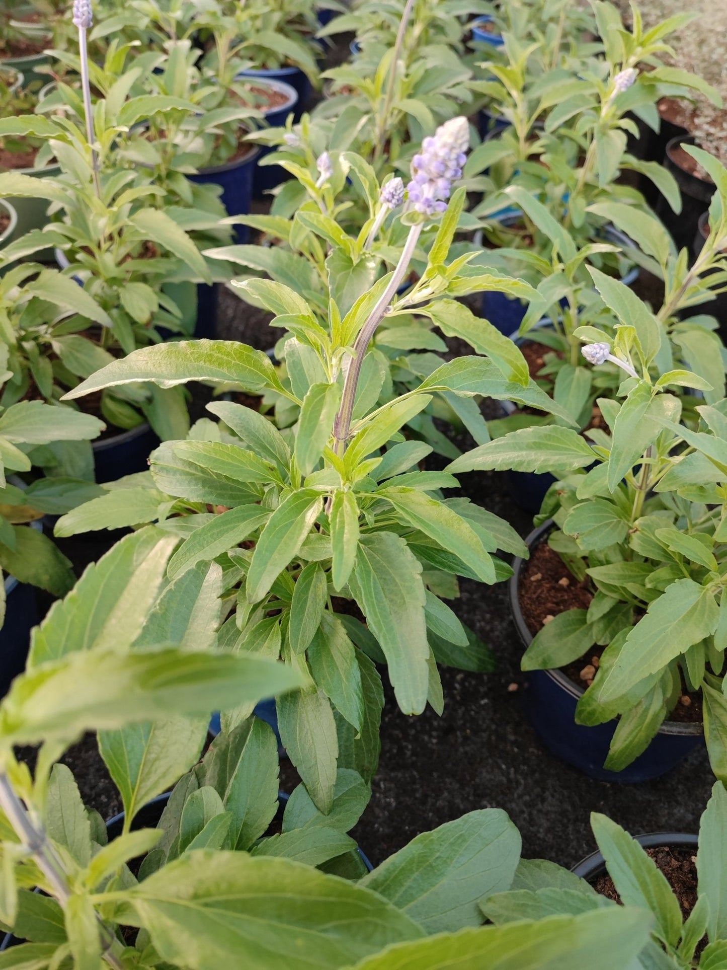 Salvia farinacea - ValmaflorValmaflorValmaflorSalvia farinacea - ValmaflorValmaflorValmaflorSalvia farinacea