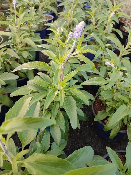 Salvia farinacea - ValmaflorValmaflorValmaflorSalvia farinacea - ValmaflorValmaflorValmaflorSalvia farinacea