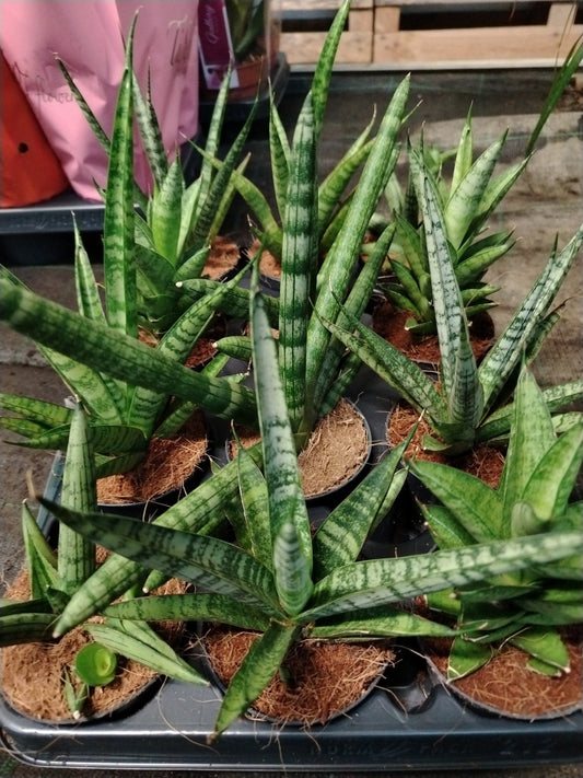 Sansevaria cilindrica - ValmaflorValmaflorValmaflorSansevaria cilindrica - ValmaflorValmaflorValmaflorSansevaria cilindrica
