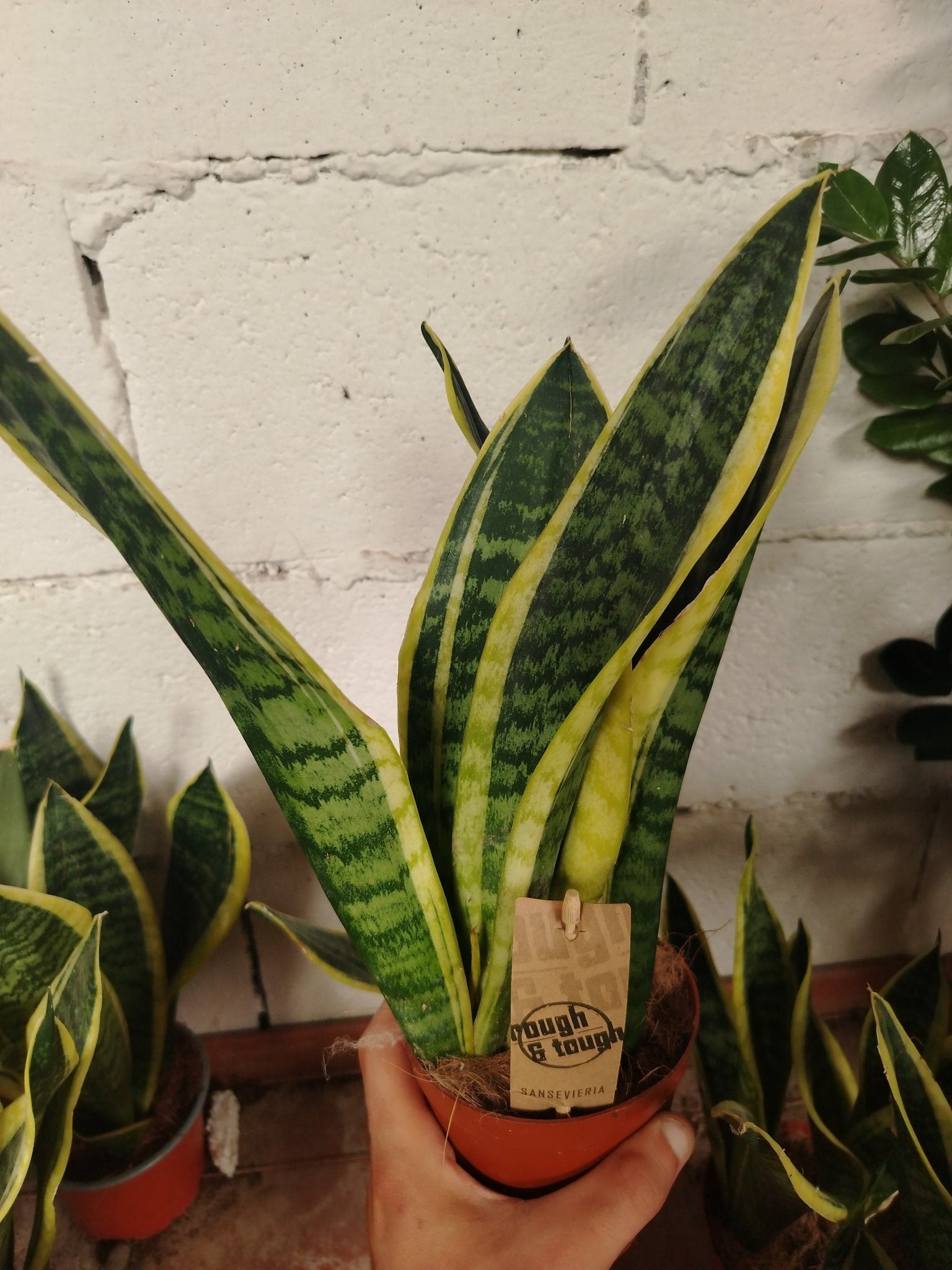 Sansevieria - ValmaflorValmaflorValmaflorSansevieria14 cm