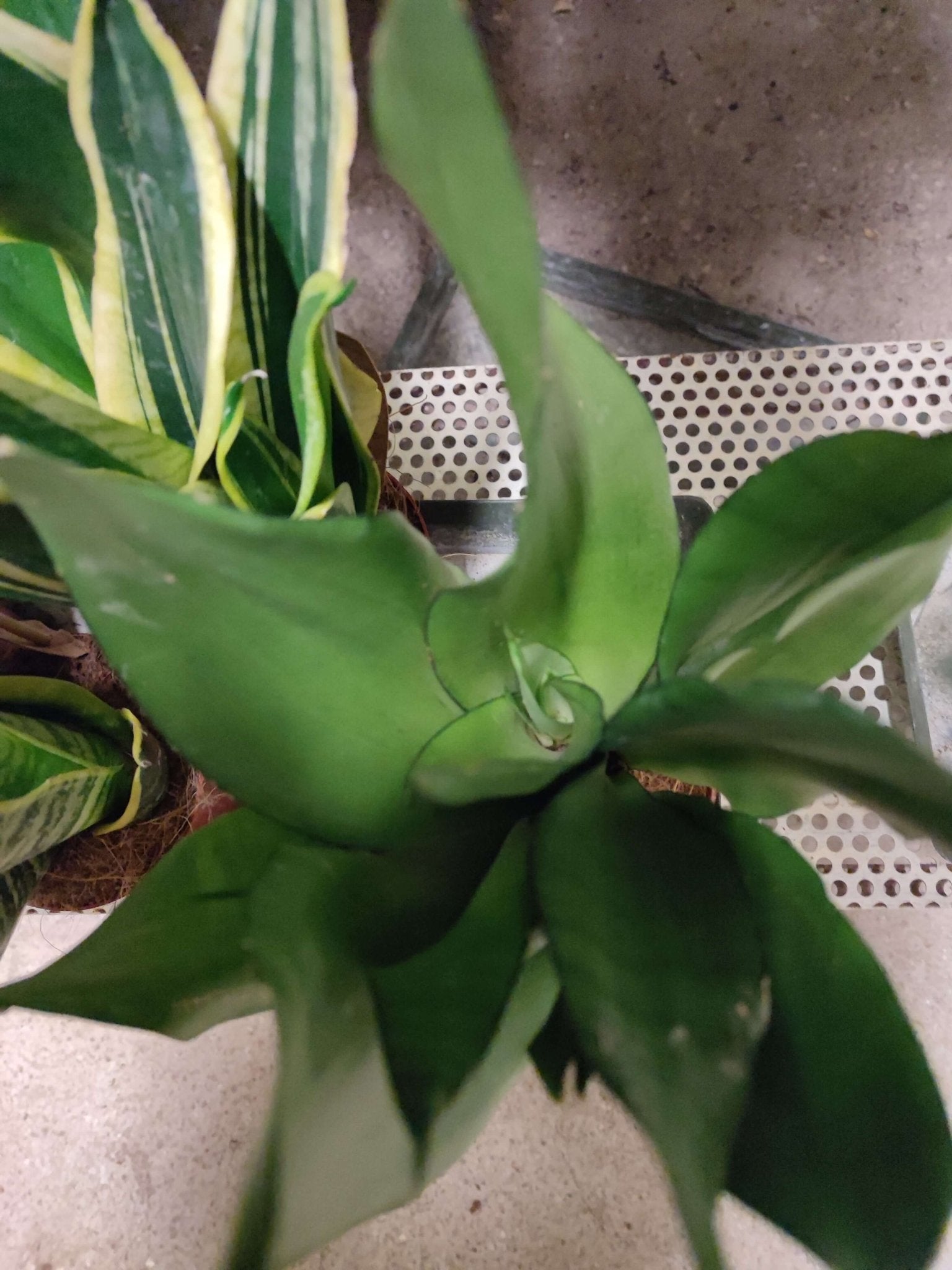 Sansevieria mix - ValmaflorValmaflorValmaflorSansevieria mix - ValmaflorValmaflorValmaflorSansevieria mix - ValmaflorSansevieria 2Sansevieria 2