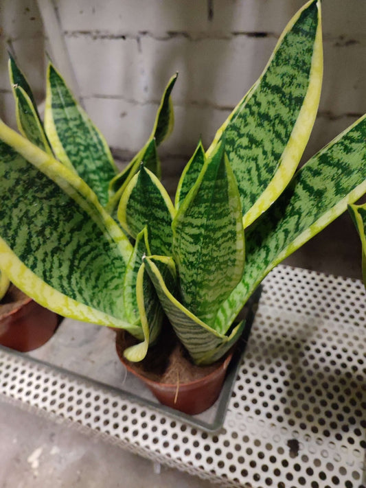 Sansevieria mix - ValmaflorValmaflorValmaflorSansevieria mix - ValmaflorValmaflorValmaflorSansevieria mix - ValmaflorSansevieria 1Sansevieria 1