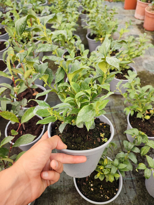 Sarcocca confusa - ValmaflorValmaflorValmaflorSarcocca confusa