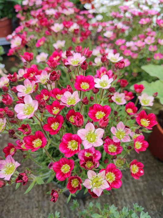 Saxifraga - ValmaflorValmaflorValmaflorSaxifraga - ValmaflorValmaflorValmaflorSaxifraga