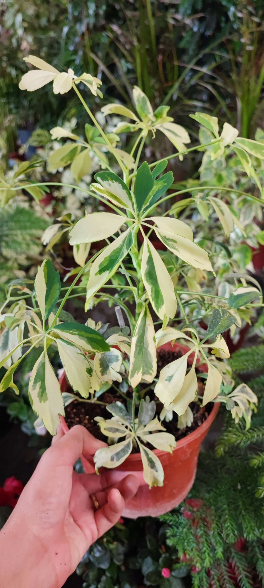Schefflera - ValmaflorScheffleraValmaflorValmaflorSchefflera - Valmaflor14 cm30 cm