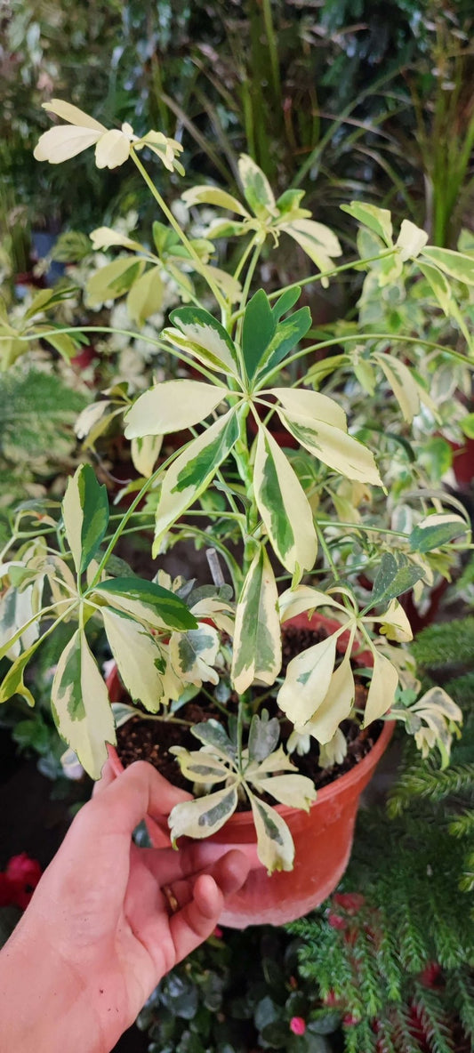 Schefflera - ValmaflorScheffleraValmaflorValmaflorSchefflera - Valmaflor14 cm30 cm
