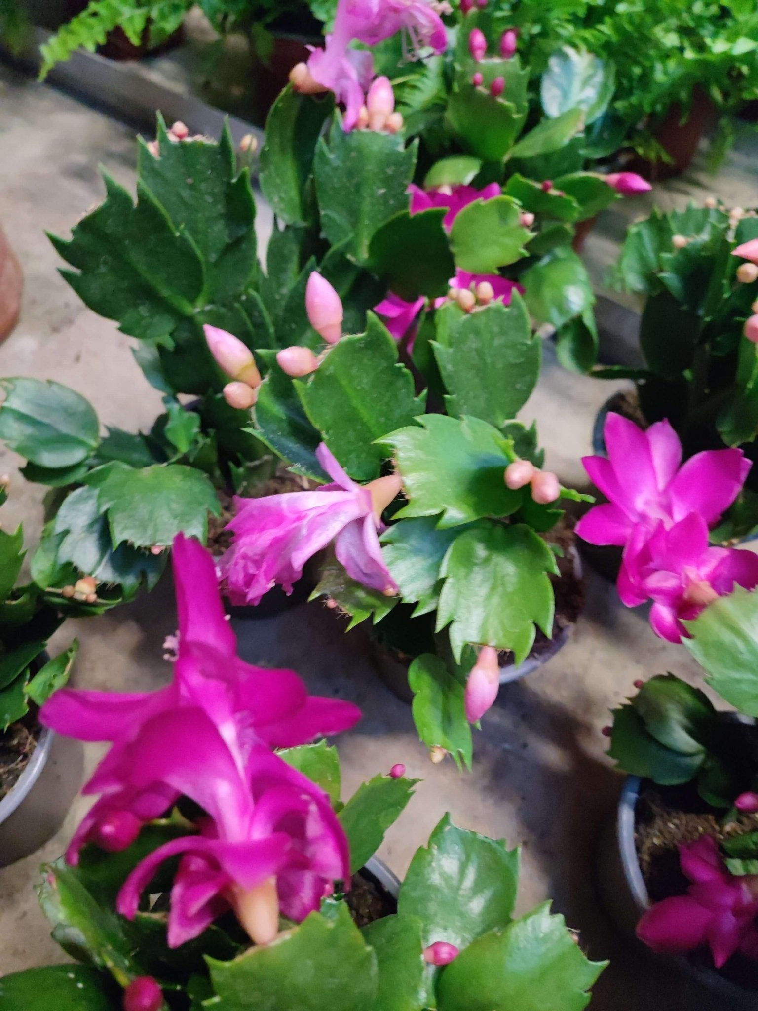 Schlumbergera - ValmaflorValmaflorValmaflorSchlumbergera - Valmaflor9