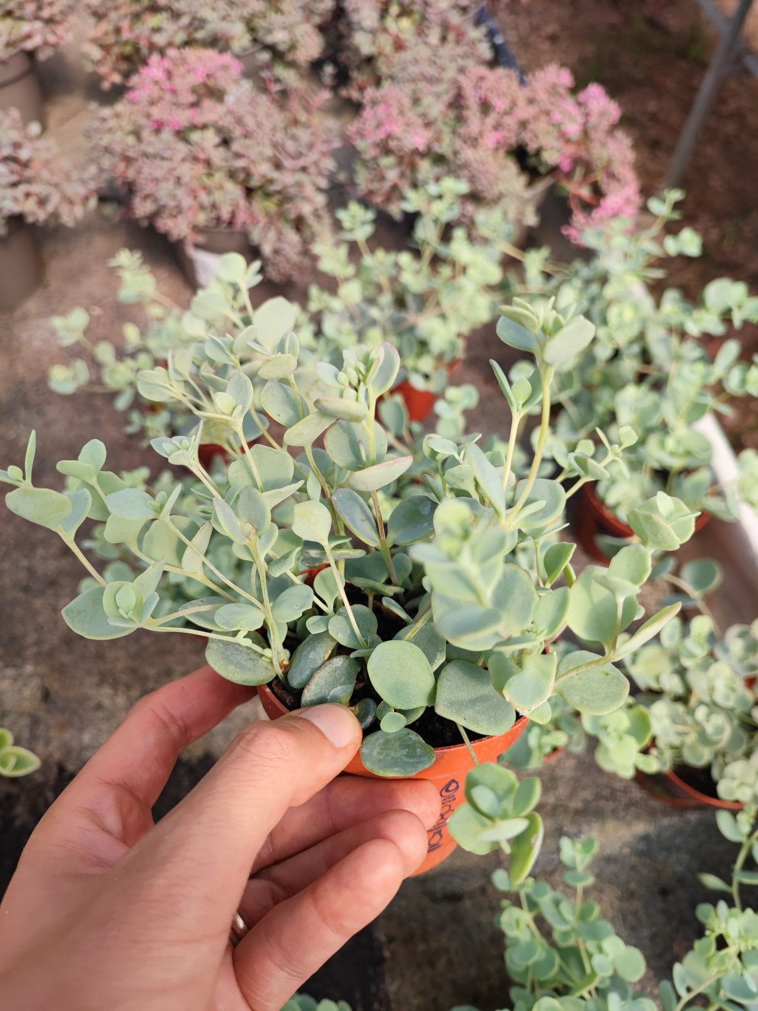 Sedum sieboldii - ValmaflorValmaflorValmaflorSedum sieboldii