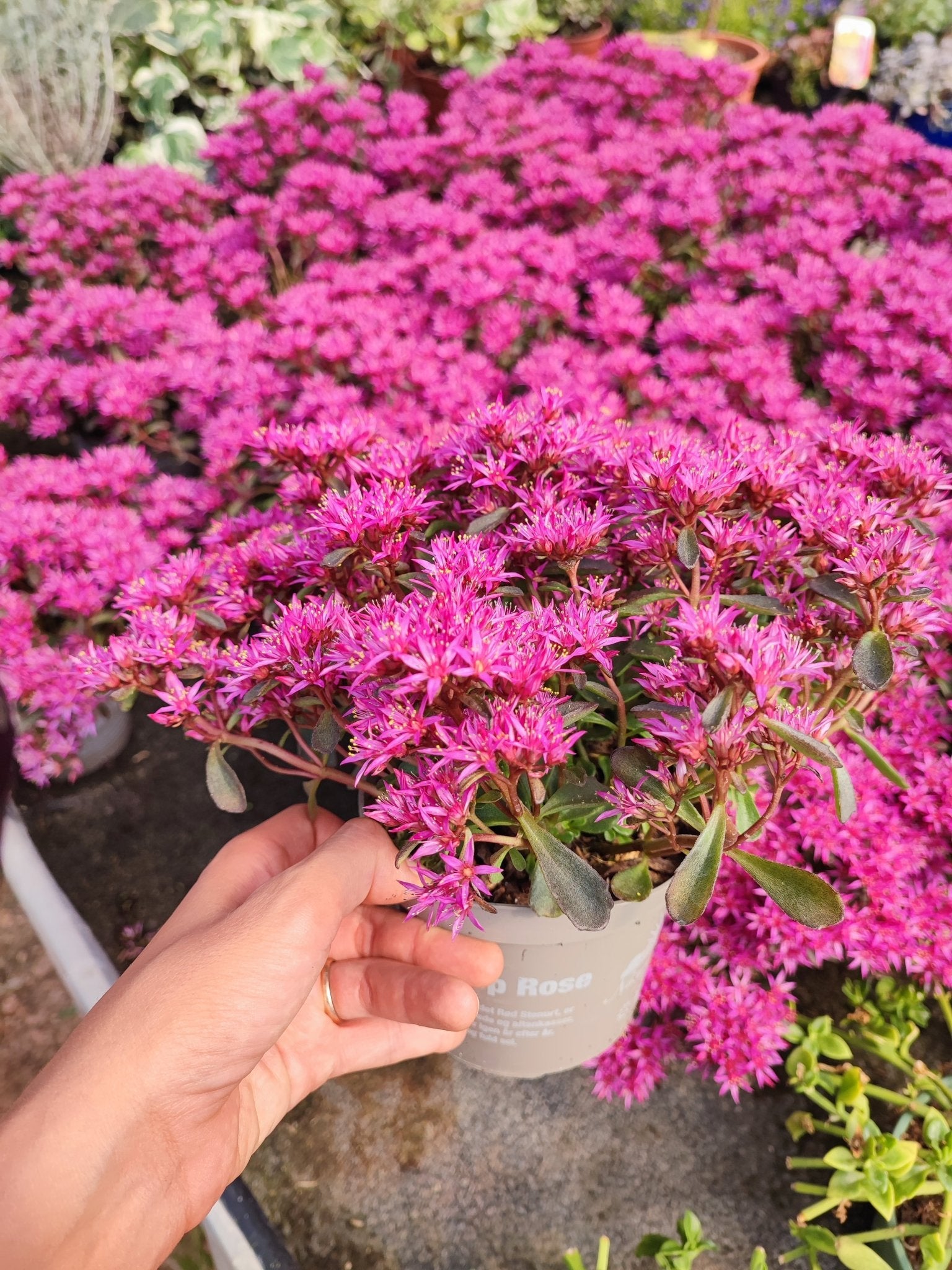 Sedum spurium "deep rose" - ValmaflorValmaflorValmaflorSedum spurium "deep rose"