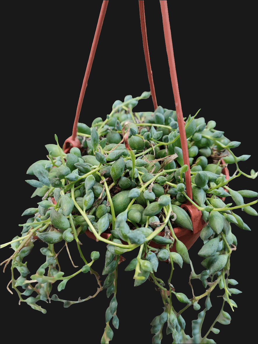 Senecio Herreianus - Valmaflor#ValmaflorValmaflorSenecio Herreianus