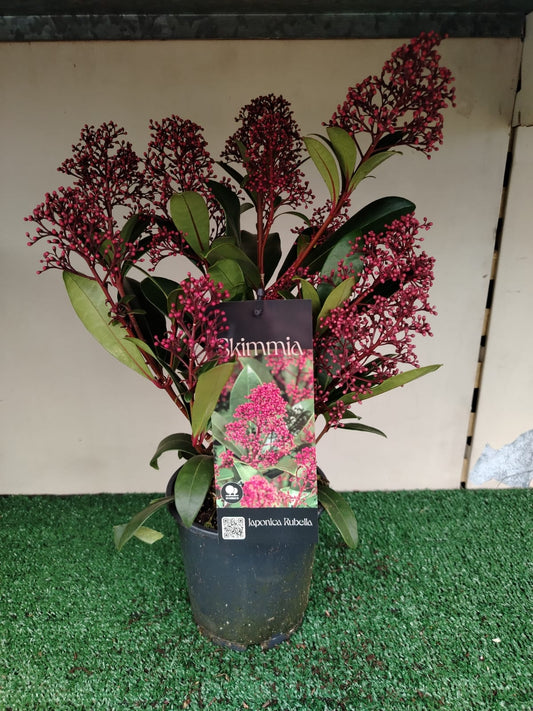 Skimmia - ValmaflorValmaflorValmaflorSkimmia - ValmaflorVaso 19 cm h 60