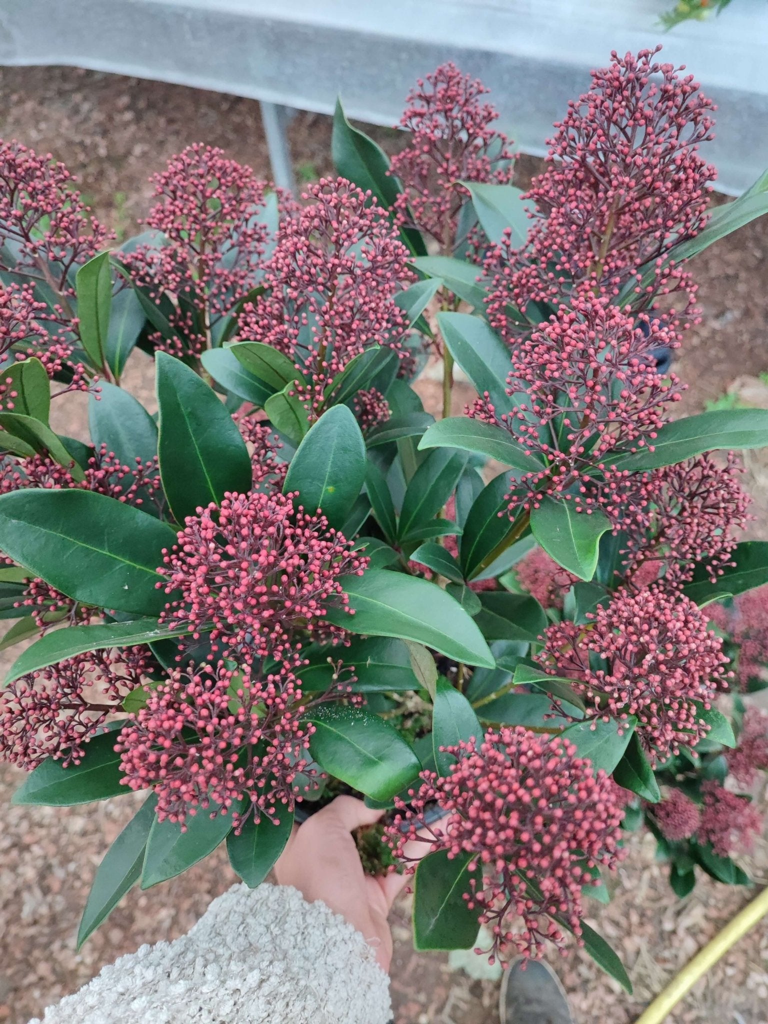 Skimmia - ValmaflorValmaflorValmaflorSkimmia - ValmaflorVaso 19 cm h 60