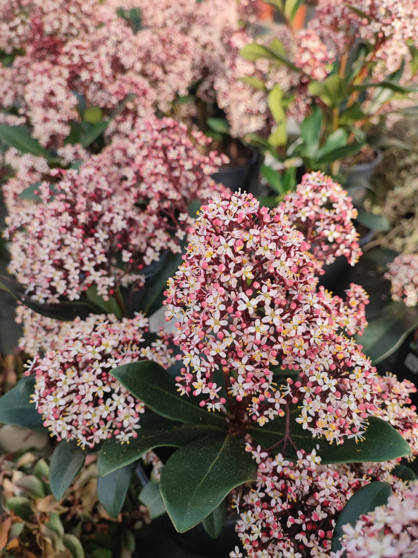 Skimmia - ValmaflorValmaflorValmaflorSkimmia - ValmaflorVaso 15 cm h 50